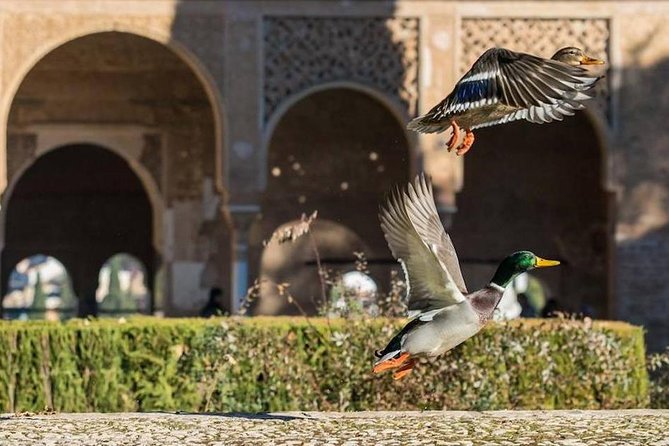 Alhambra Private/Small Group Tour & Nasrid Palaces Skip the Line - Timing is the serious practical issue