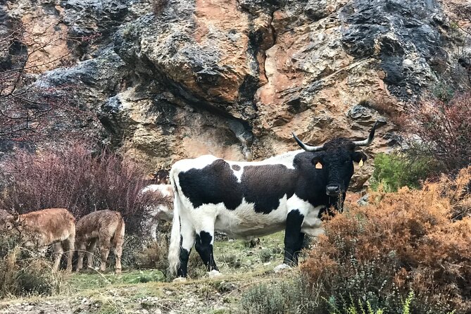 From Granada: Sierra Nevada Safari tour up to 2500 meters high - Why the guide matters so much