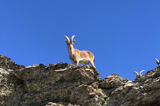 From Granada: Sierra Nevada Safari tour up to 2500 meters high - Price, timing, and overall value