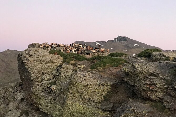 From Granada: Sierra Nevada Safari tour up to 2500 meters high - Forests, viewpoints, and short mountain walks