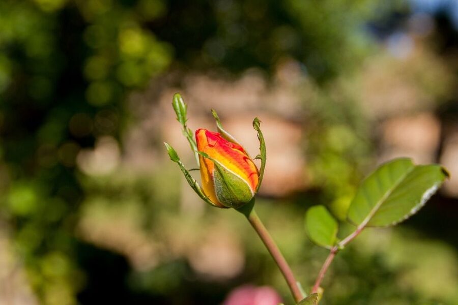 Granada: Alhambra Gardens, Generalife & Alcazaba Guided Tour - Practical advice for a better visit