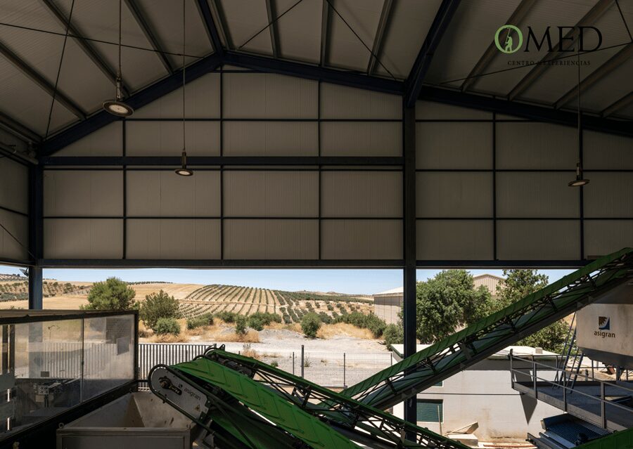 Granada in EVOO: Guided tour and unique sensorial tasting - Timing your visit from Granada