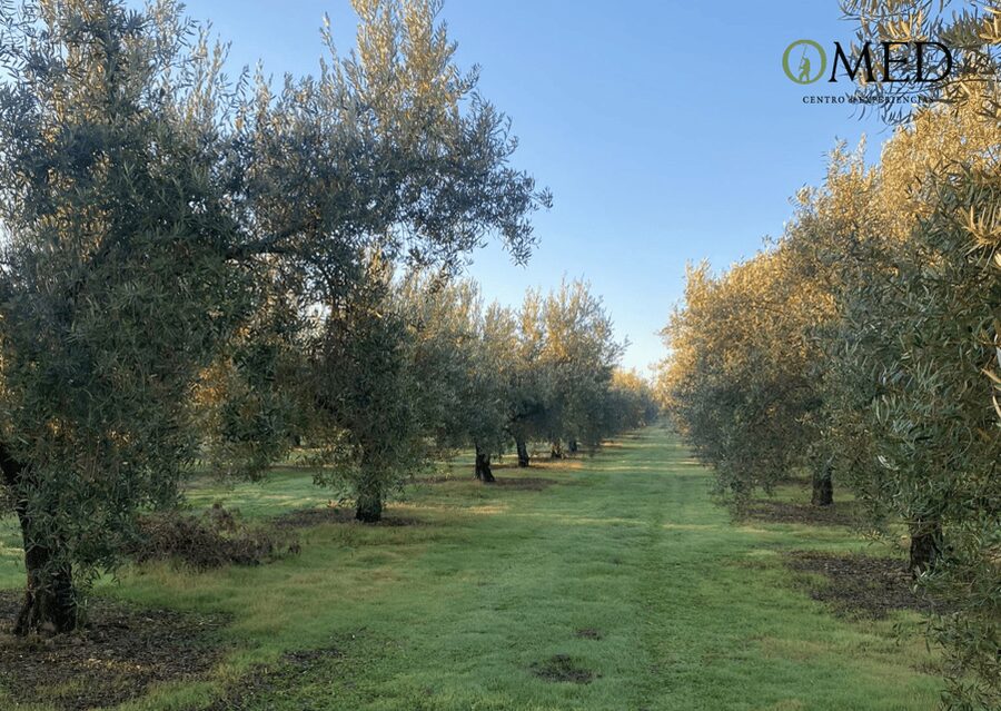 Granada in EVOO: Olive grove guided tour and sensory tasting - Walking among the trees at the foot of the Sierra Nevada