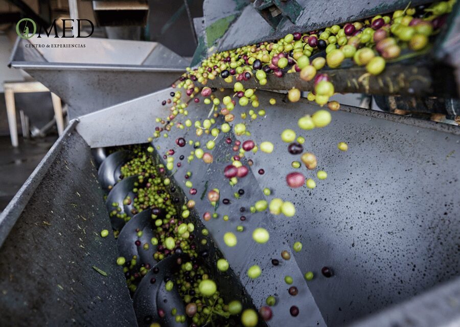 Granada in EVOO: Olive grove guided tour and sensory tasting - Final verdict: a worthwhile taste of Andalusia
