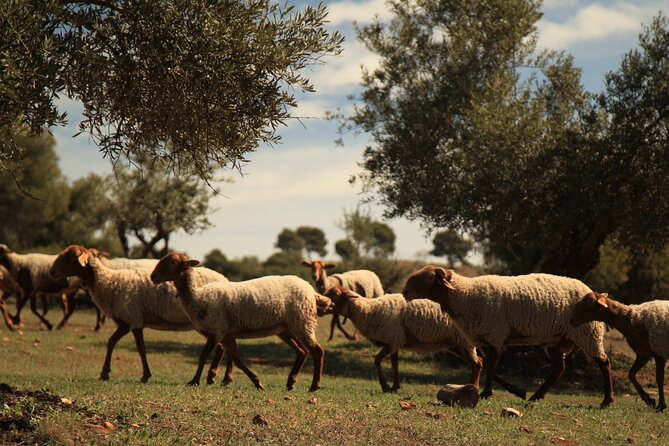 Granada: Nature, Wildlife and Authentic Villages E-bike Tour - Guides make a difference on a mixed-terrain route