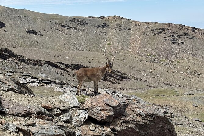 Hiking experience in the High Sierra Nevada National Park - The San Juan Valley: water, rock, and mountain flowers