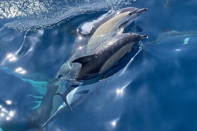 La Herradura: Sailboat with a view of dolphins-Shared - What the three-hour route feels like