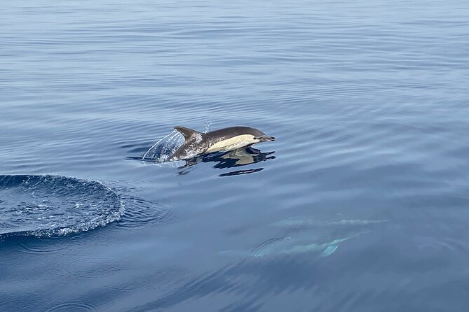 La Herradura: Sailboat with a view of dolphins-Shared - Dolphins: the honest version