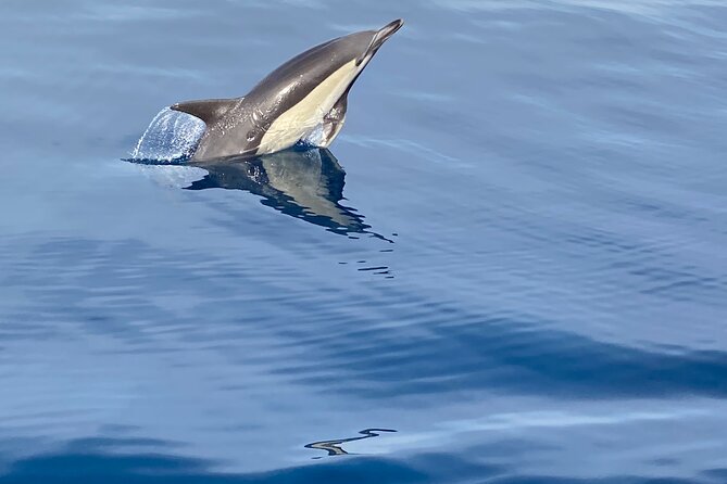 La Herradura: Sailboat with a view of dolphins-Shared - Swimming, snorkeling, and paddleboarding in summer