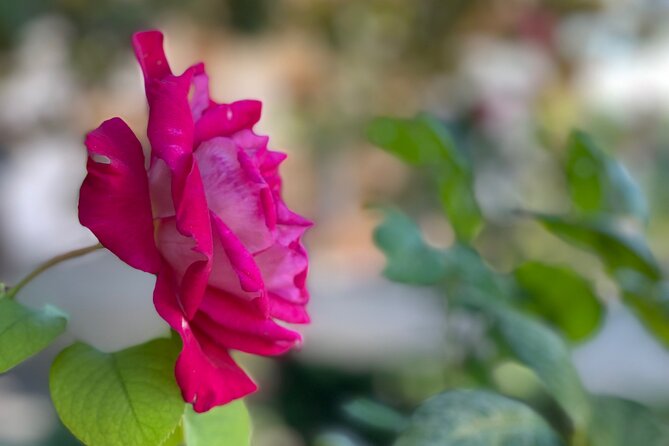 Private Tour to The Alhambra and Generalife from Motril port - Nasrid Palaces, the Essential Timed Visit