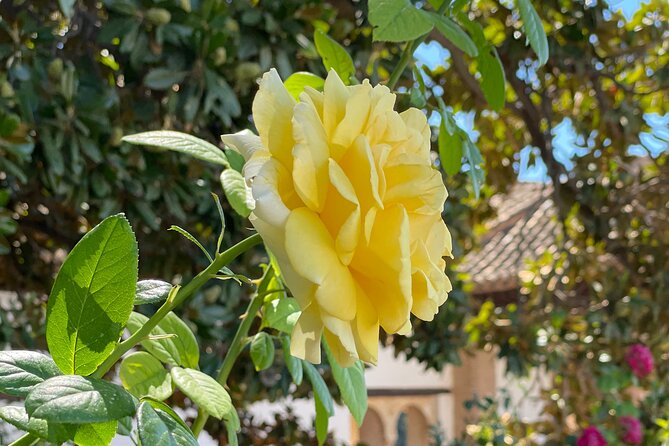 Private Tour to The Alhambra and Generalife from Motril port - Private Tour Promise and the Main Booking Concern