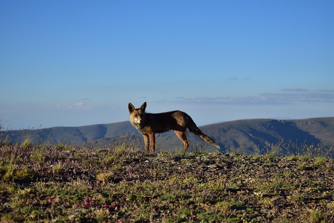 Sierra Nevada Tour (Granada) - The 2,500-meter viewpoint